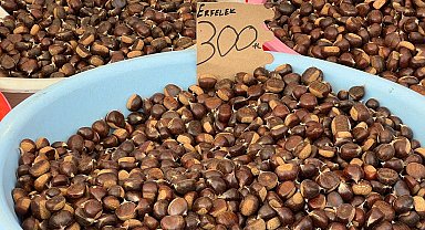 Sinop'ta kestane hasadı başladı