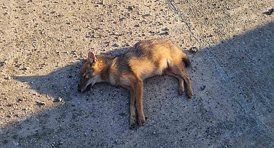 Sinop'ta kümeslere dadanan çakal telef oldu