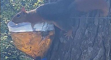 Sinop'ta su içen sincap kameralara yakalandı