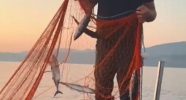 Sinoplu balıkçıların yüzü palamut ile güldü