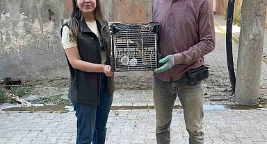 Şırnak'ta Balaban ve Kızıl Şahin tedavi altına alındı