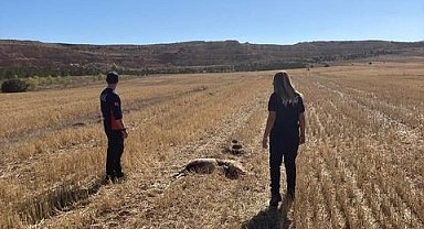 Sivas'ta 11 koyun telef olmuş halde bulundu