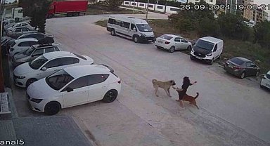 Sokak köpeğinin saldırısına uğrayan Erüstün: Parçalanmaktan zar zor kurtulduk