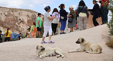 Sokak köpekleri turiste saldırdı