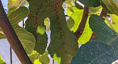 Söke'de incir üreticileri kanlı balsıra zararlısına karşı uyarıldı