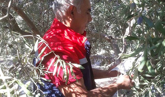 Söke'de pamuk zararlıları ile mücadele sürüyor