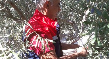 Söke'de pamuk zararlıları ile mücadele sürüyor