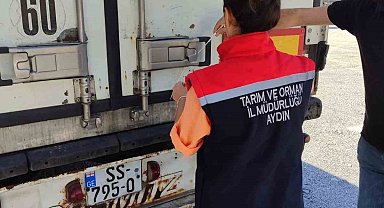 Söke'den Rusya ve İtalya'ya balık ihracatı