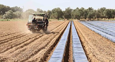 Son yıllarda altın yıllarını yaşayan çilek üreticisi tarlaya erken indi