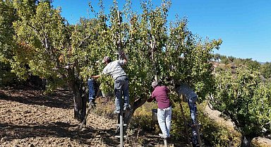 Sonbaharda toplanan kış aylarında yenilen Ankara armudunun ilginç yolculuğu