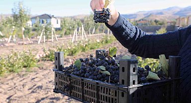 Talas Deneme Bahçesi'nde aronya hasadı