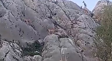 Tarihi mahalle Harput'ta dağ keçileri sürü halinde görüntülendi