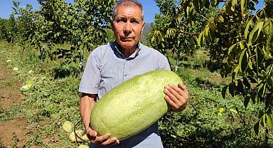 Tarlada kalan karpuzlar pekmeze dönüştü