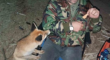 Tilkiyi bisküvi ile besledi