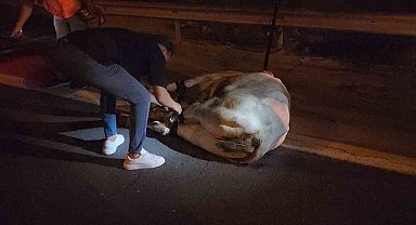 Tırdan kaçarak otoyolda trafiği durduran angus, iğneyle vurularak yakalandı