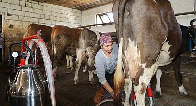 Üreten kadın: Tek başına 20 büyükbaş hayvana bakıyor
