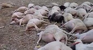Üzerine yıldırım düşen sürüde 60 koyun telef oldu