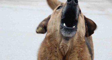 Uzmanlar uyardı: "Kuduz riskli temas sonrasında erken müdahale hayat kurtarır"