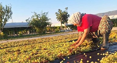 Üzümcünün gözü kulağı meteorolojide