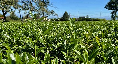 Yağışlar sonrası güneş açtı, çayda 4. sürgün gözüktü