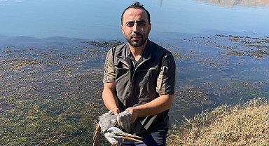 Yaralı gri balıkçıl tedavi altına alındı