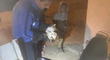 Yayladağı'nda mahsur kalan kediyi itfaiye kurtardı