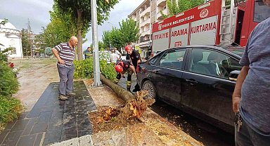 Yeni aldığı aracının üzerine ağaç devrildi