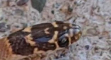 Yılanların en uysalı, Tunceli'de görüntülendi