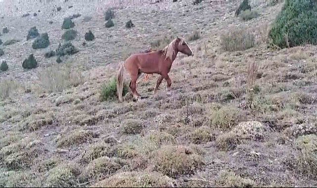 Yozgat'ta ayağı kırılan yılkı atına jandarmadan şefkat eli