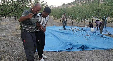 Yozgat'ta badem üreticisi yüksek verimi halay çekerek kutladı