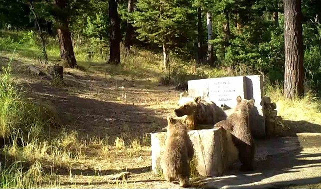 Yozgat'ta sıcaktan bunalan anne ve yavru ayılar foto kapana yakalandı