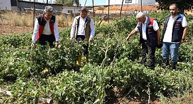Zarar gören tarımsal alanlarda hasar tespit çalışmaları yapıldı