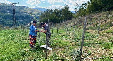 Zeytin fidan tırtılı uyarısı