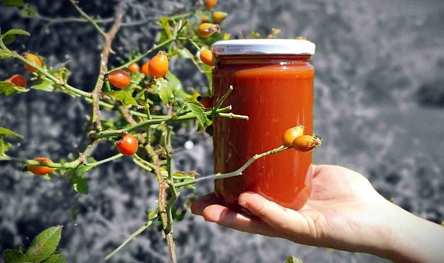 Zorlu arazilerden toplanan kuşburnu marmelat olarak kavanozlara giriyor
