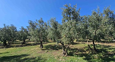 1 kilogram zeytinin maliyeti hesaplandı