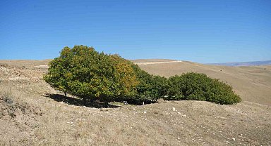 100 yıldır aynı heyecanla ceviz hasadı yapılıyor