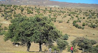 110 bin Ahlat ağacı turizme kazandırılmayı bekliyor