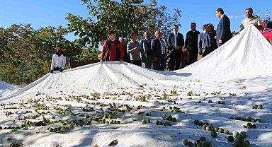 1400 dekar arazide 35 bin ceviz ağacı dikti