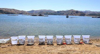 15 ilde 25 milyon yavru sazan suya bırakıldı