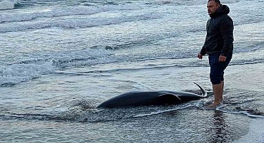 2 metrelik ölü yunus balığı sahile vurdu