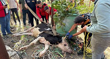 20 metrelik su kuyusuna düşen ineği itfaiye kurtardı