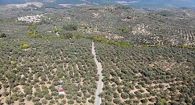 2024-2025 zeytin sezonunda 3 milyon 600 bin ton zeytin, 750 bin ton sofralık zeytin, 2 milyon 850 bin ton yağlık zeytin ve 475 bin ton zeytinyağı rekoltesi bekleniyor