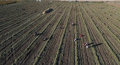 30 dönümlük yer fıstığı tarlasında hasadını yapan çiftçi, geri kalanını vatandaşa bırakınca duyan akın etti