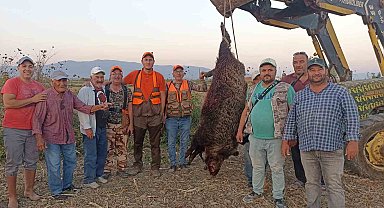 300 kiloluk devasa domuz avladılar