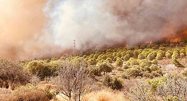 340 hektar alanın yandığı Foça'daki yangın kontrol altına alındı
