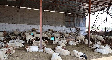 'Mavi dil' hastalığı 20 yıl sonra ilk kez görüldü