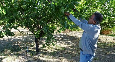 9 milyon kayısı ağacının bulunduğu Malatya'da üreticiler için önemli uyarı