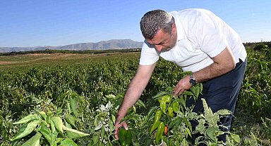 ABD'nin kapya biberi Malatya'dan