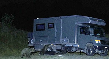 Aç ayılar karavanlara dadandı