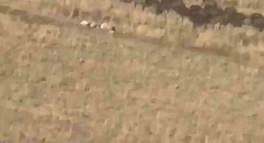 Aç kalan domuz sürüsü mahalleye indi